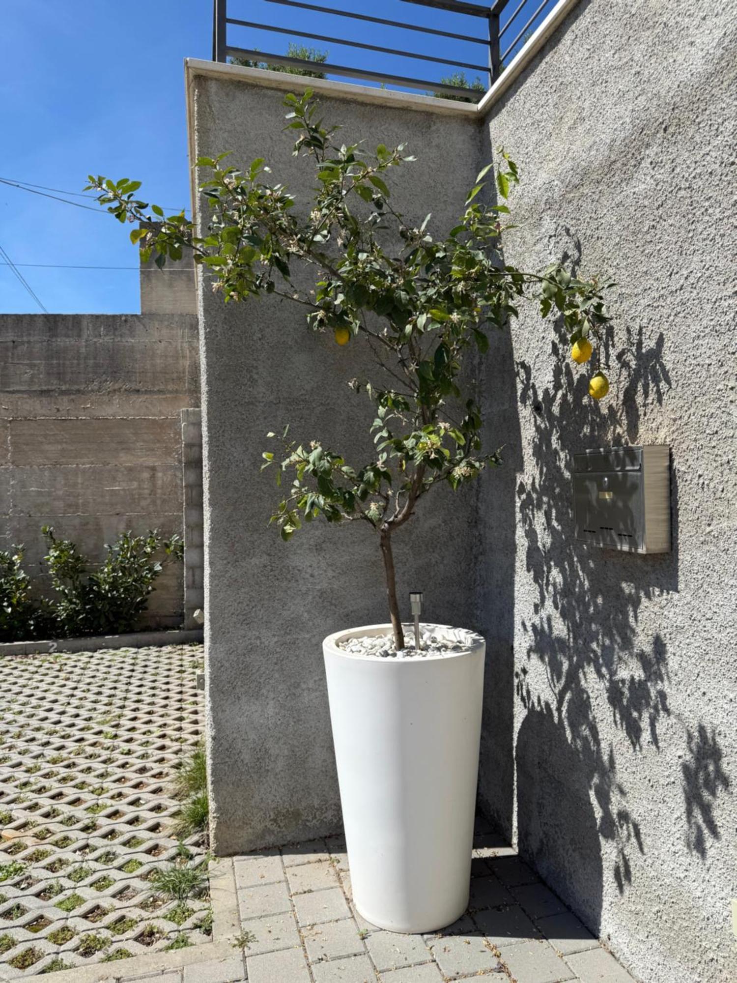 Lemon Tree Dubrovnik Apartments Eksteriør bilde